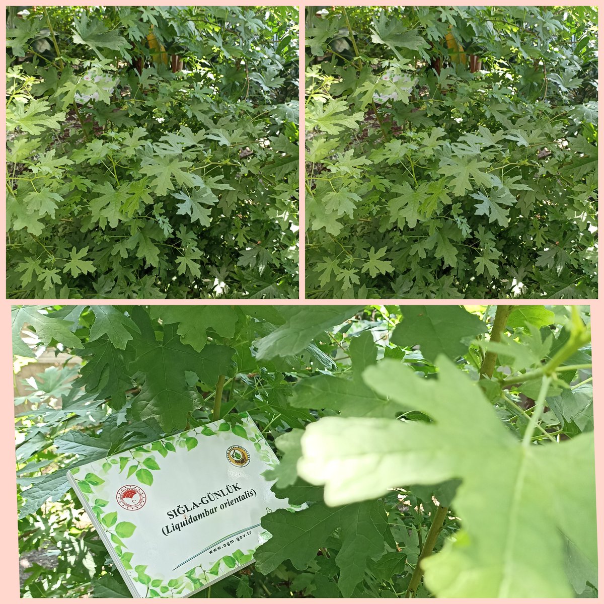 OgmTab's tweet photo. SIĞLA(GÜNLÜK)
Liquidambar oriantalis
🌿 Türkiye'de Güney Ege ve Batı Akdeniz bölgelerinde sınırlı alanda yetişir. 
🌿Orman Bölge Müdürlüğü tarafından koruma altına alınmış bir bitkidir.
🌿Merkezimizde bulunan Sığla ağacını görmek için bekleriz
@OGMgovtr 
@eskisehirobm https://t.co/bQc92vkgs7