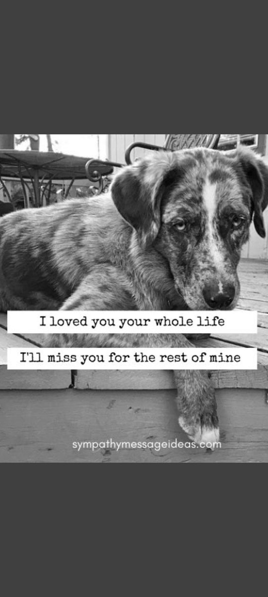 DotBergan's tweet photo. @TomJumboGrumbo #SonsOfBitches🤬
😢💔 https://t.co/Wuo0dRiPUZ