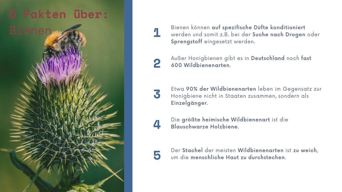 #Faktenfreitag - Bienen🐝

#Bienen produzieren nicht nur #Honig, sondern sind durch die Bestäubung der Pflanzen auch ein wichtiges Nutztier der #Landwirtschaft.  

In den 5 Fakten gibt es mehr Informationen über die gelb-schwarzen #Insekten👇