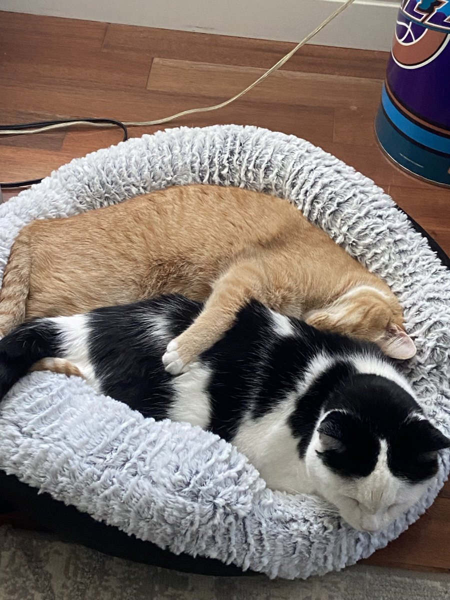 bobinmae's tweet photo. @memesiwish My orange bb, loki 💕 https://t.co/GlyrHJlyYC