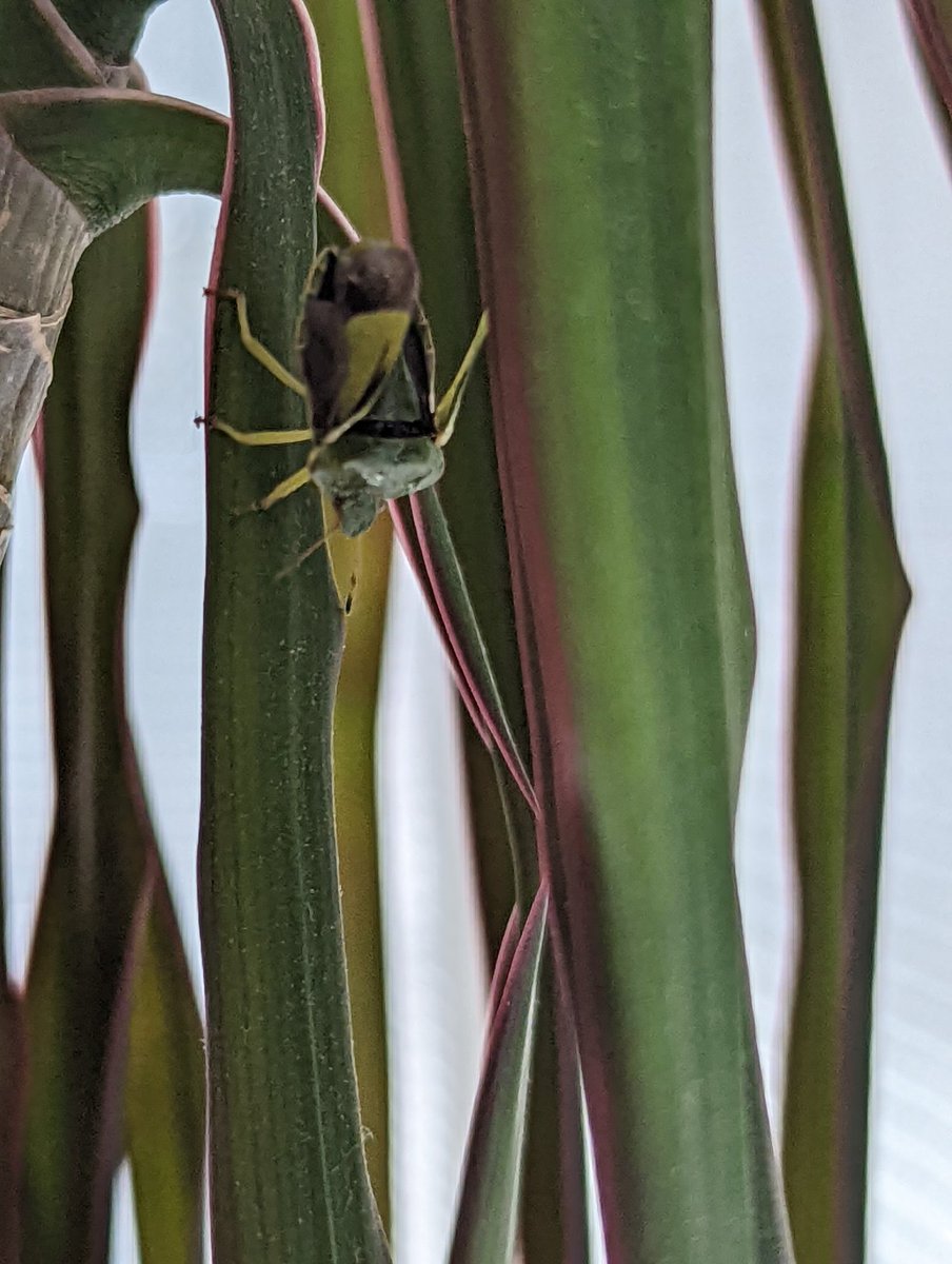 HeatherDalgarno's tweet photo. @Morrisons Found a live passenger in my Bistro Salad today, I wasn't pleased and I don't think he enjoyed being coated in French Dressing. Released him into the wild of my office plant.... Better quality control needed! https://t.co/OckU7Lhv58