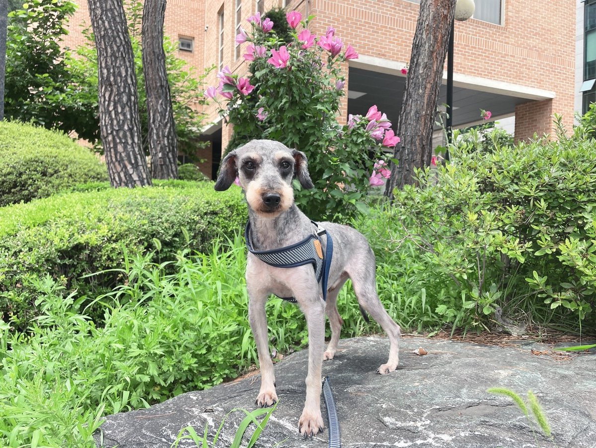 flyingpetclinic's tweet photo. [입양홍보] 구룩이는 그냥 귀여워서 넣은거고, 치와와 안동이, 푸들슈나믹스 미르, 스피츠 장군이입니다. 5-6살 좀 넘은 중성화된 수컷들입니다. 가족을 찾아요. https://t.co/TDpw9kepDm