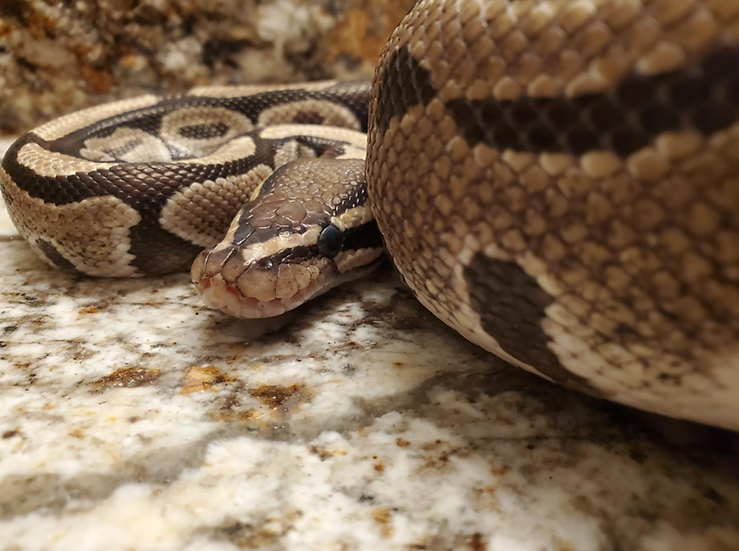 EmeraldScales's tweet photo. Additional price reduction! $30 for this normal ball python, who's now up to a nice weight. https://t.co/L1j5U7gGGf