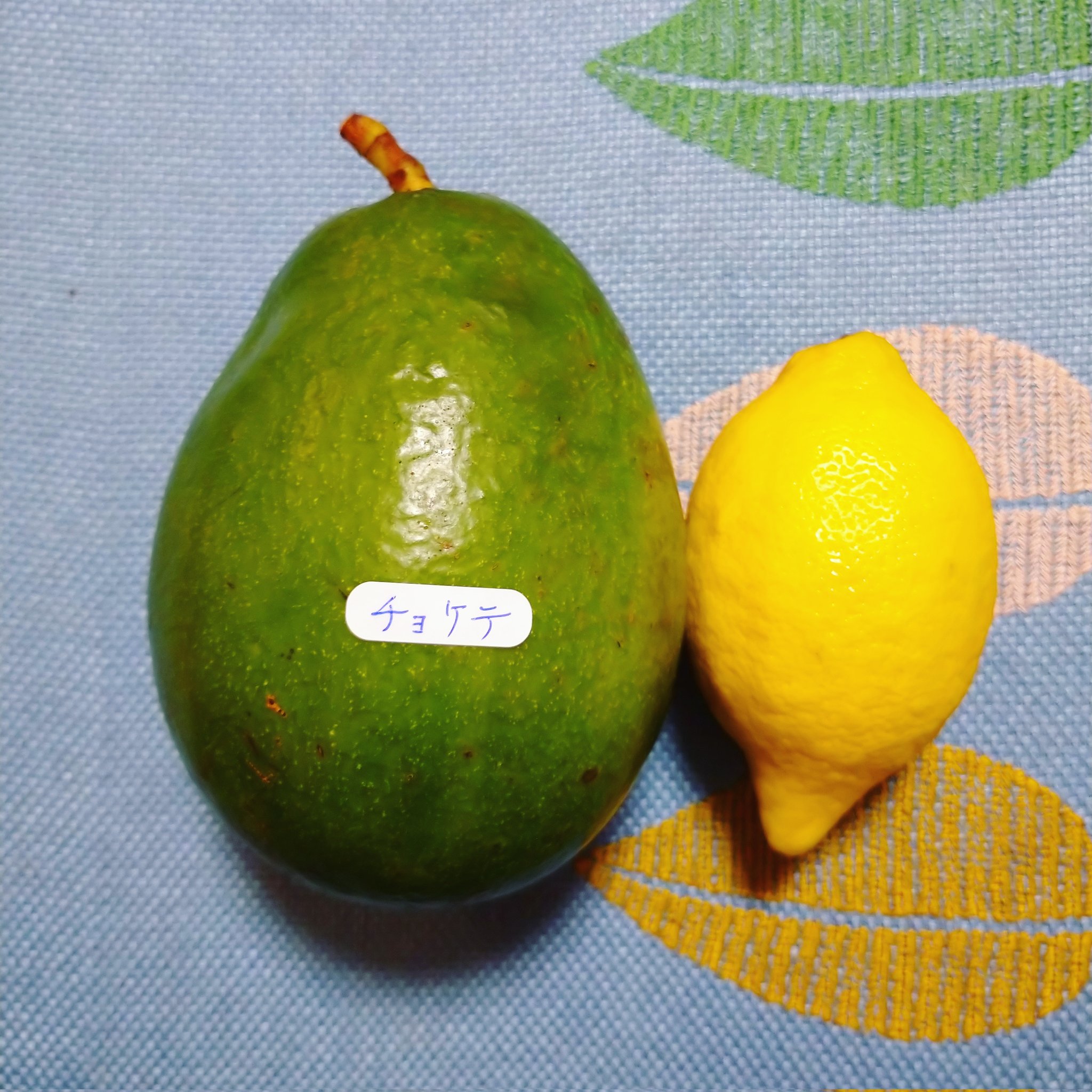 津田淳子 いいものもらった 宮古島産のアボカド チョケテという種類らしく 緑のまま熟すんだって レモンは大きさ比較用 おおきいなぁ T Co Eetrdgesff Twitter