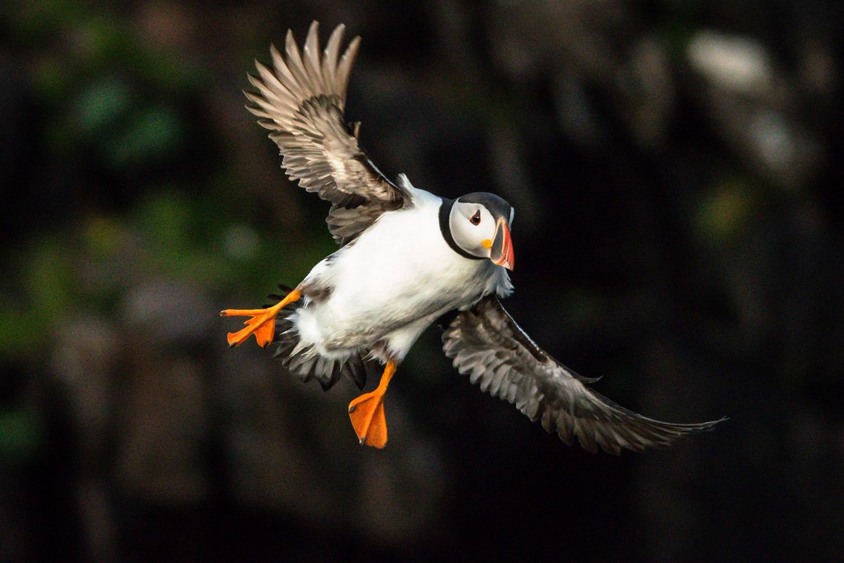 #CorkSeabirds: Posters

Katja Kochvar <a href="/gotcha__katja/">Katja Kochvar</a>: "Does the colourful bill of Atlantic puffins reflect parental provisioning effort?"

Katja investigates the relationship between bill colour, body condition and provisioning effort for puffins breeding on Gull Island, Canada.