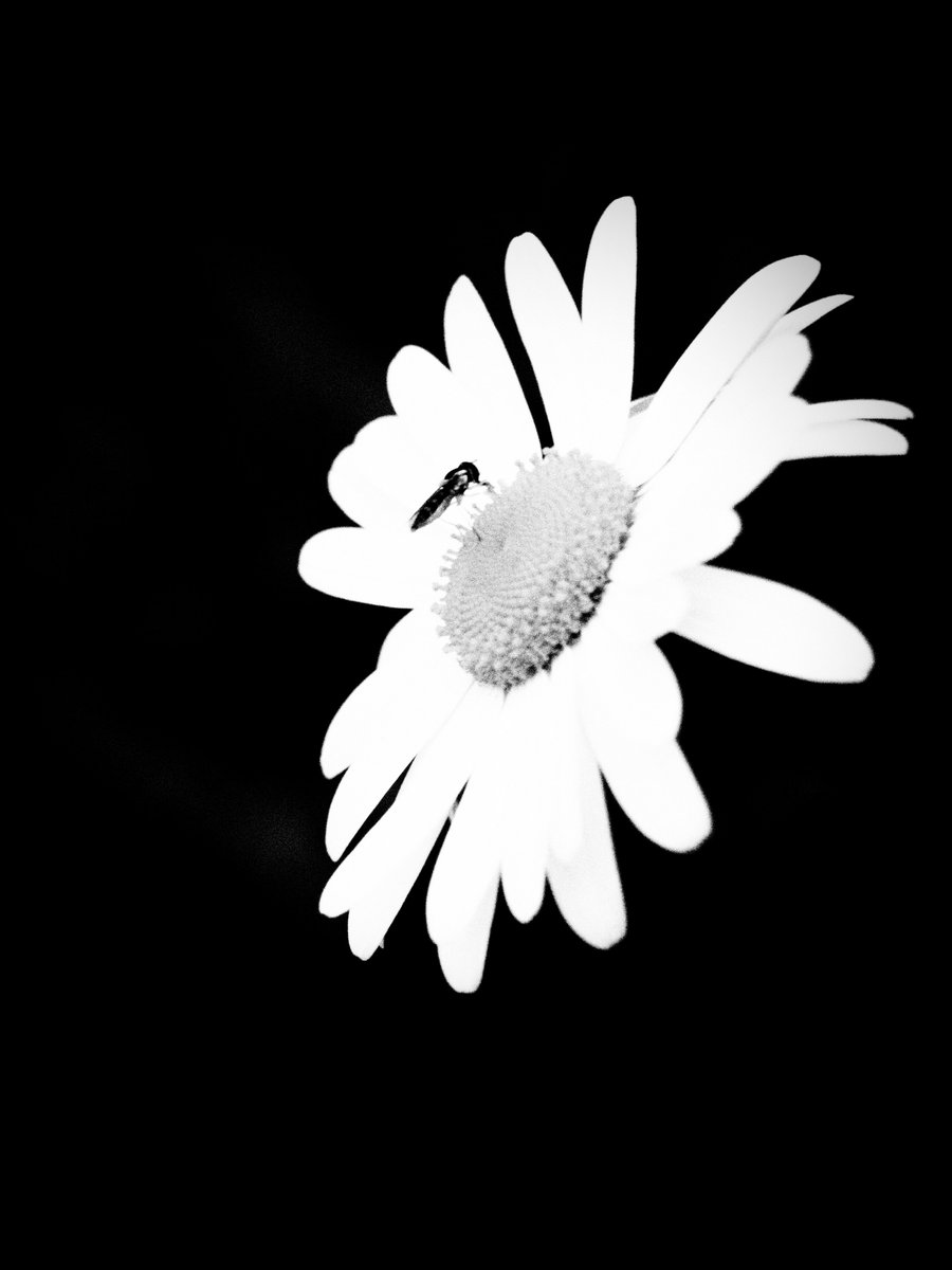 メガ@写真 tweet media