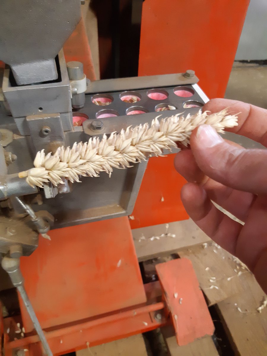 The Wheat Breeder tweet media