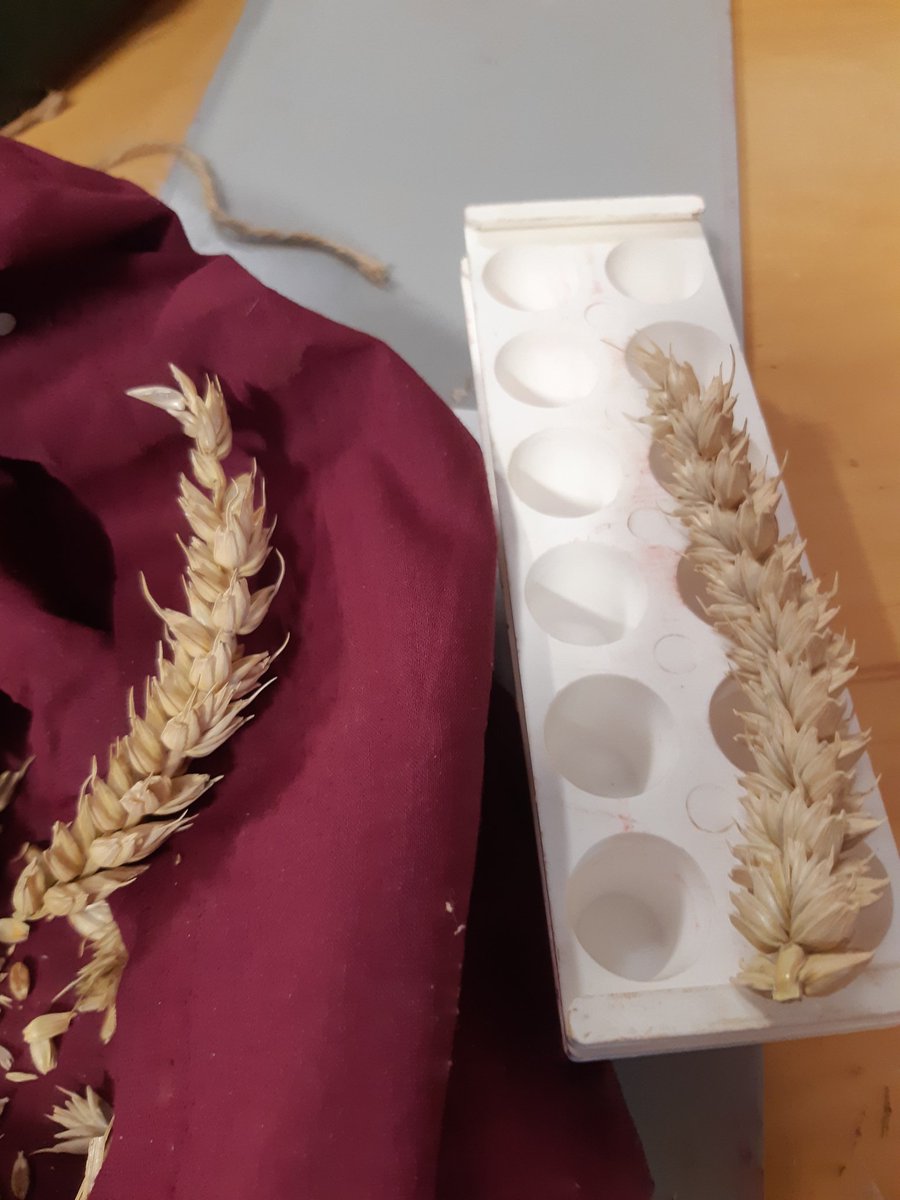 The Wheat Breeder tweet media