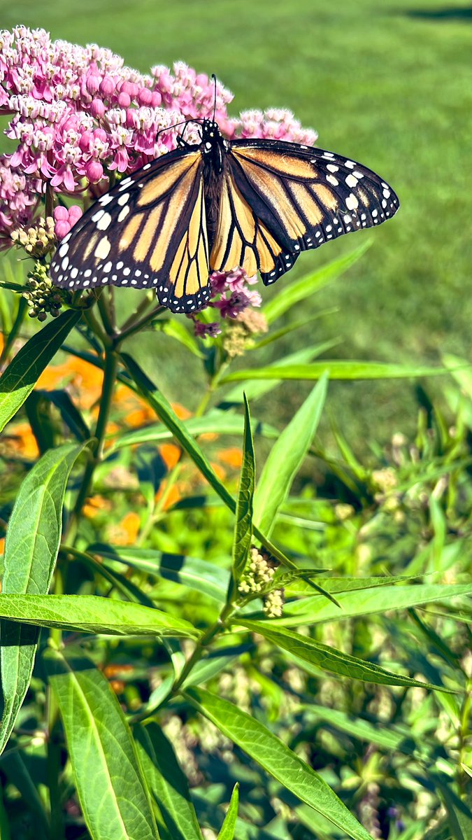 Arthro-Pod (@arthro_podshow) on Twitter photo In our latest episode the team discussed the migratory monarch butterfly, what it means that it’s on the red list & what you can do to help.
Find us wherever you get your podcasts (don’t forget the dash)!
arthro-pod.blogspot.com/2022/08/arthro…
@mskvarla36 <a href="/bugmanjon/">Jonathan Larson</a> <a href="/JodyBugsMeUNL/">Jody Green</a> In our latest episode the team discussed the migratory monarch butterfly, what it means that it’s on the red list & what you can do to help.
Find us wherever you get your podcasts (don’t forget the dash)!
arthro-pod.blogspot.com/2022/08/arthro…
@mskvarla36 <a href="/bugmanjon/">Jonathan Larson</a> <a href="/JodyBugsMeUNL/">Jody Green</a>