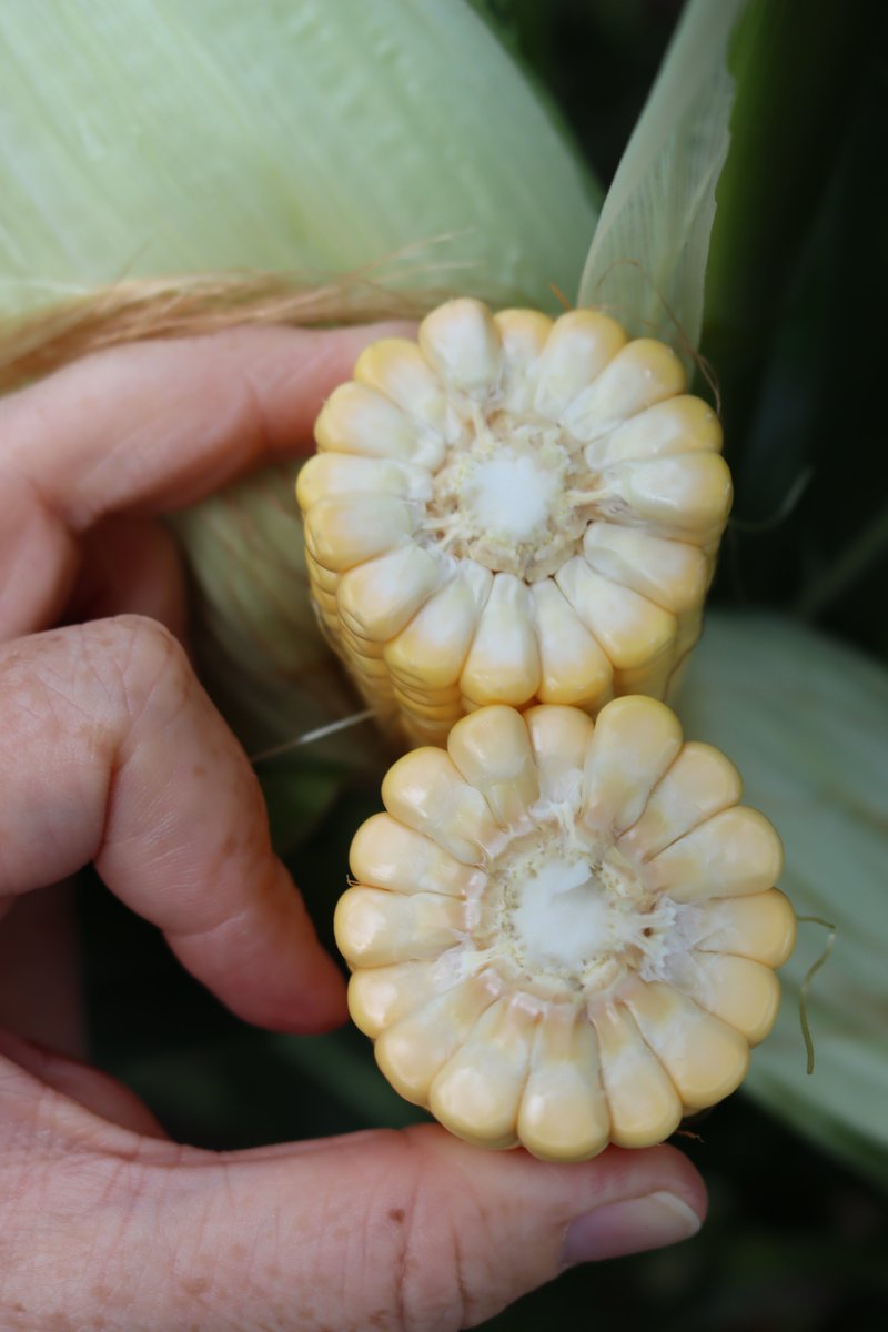UNL_TAPS's tweet photo. Here are some photo updates from the #TAPSCrowd plots. The corn is beginning to dent. 
Plot photos were updated yesterday, take a look at how all 33 teams are looking - https://t.co/q9uJpc9wM2 https://t.co/UZxgCuNlvR