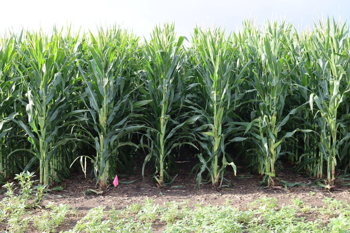 UNL_TAPS's tweet photo. Here are some photo updates from the #TAPSCrowd plots. The corn is beginning to dent. 
Plot photos were updated yesterday, take a look at how all 33 teams are looking - https://t.co/q9uJpc9wM2 https://t.co/UZxgCuNlvR