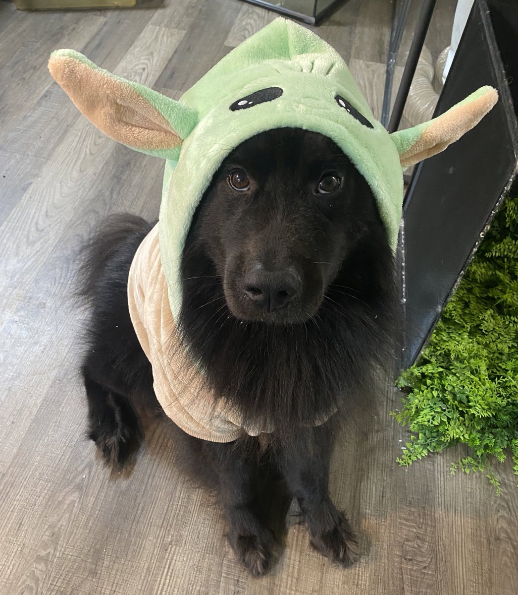 emzoticofficial's tweet photo. Kiba was dressed up in secret and sent into my office while my back was turned. This is what I turned around to see 😂 https://t.co/EXSplpTE2e