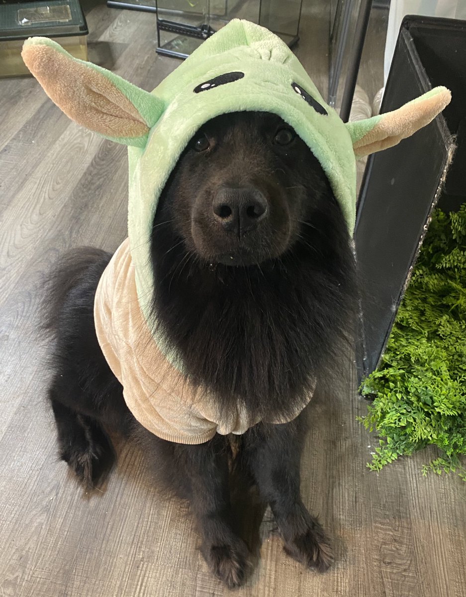 emzoticofficial's tweet photo. Kiba was dressed up in secret and sent into my office while my back was turned. This is what I turned around to see 😂 https://t.co/EXSplpTE2e