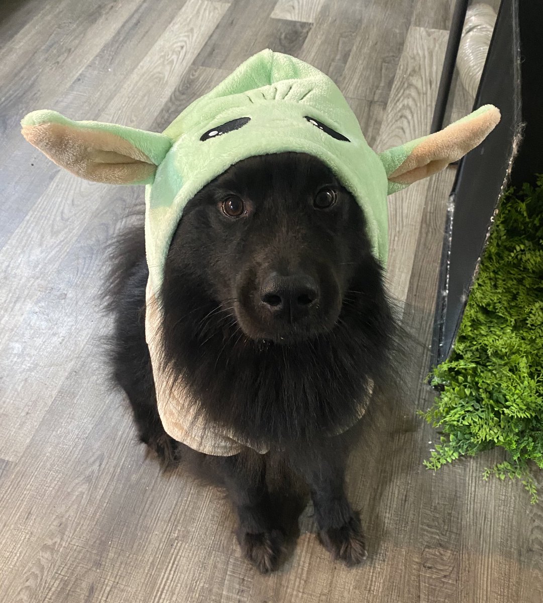 emzoticofficial's tweet photo. Kiba was dressed up in secret and sent into my office while my back was turned. This is what I turned around to see 😂 https://t.co/EXSplpTE2e