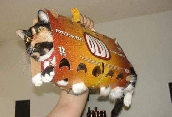 DontShowYourCat's tweet photo. a party but everybody brings one of these https://t.co/IUHbtinLNz