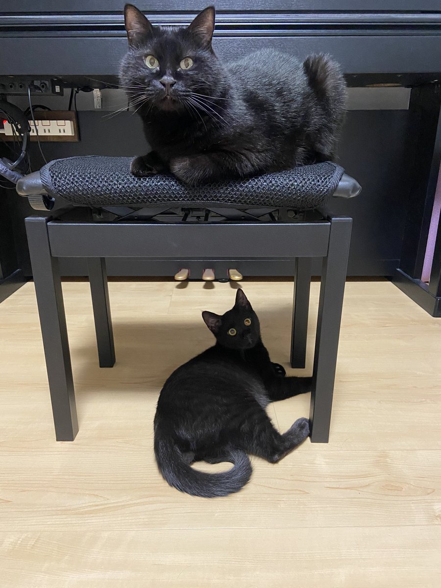 maronkuromame's tweet photo. 【満室御礼】二階建て黒猫アパート https://t.co/PsaB4DAbWk