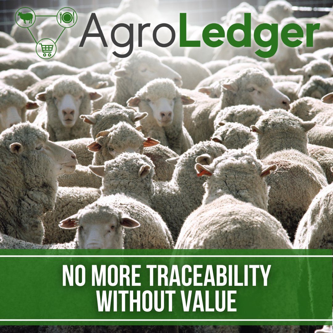 AgroLedger's tweet photo. Are you tired of having to comply with regulations and never getting any benefits back to your operation? 
That's why #AgroLedger was created, to simplify #livestock #traceability for #Canadian #Sheep #Producers and add #VALUE!
 
LEARN MORE: https://t.co/2ZlDucdQFb

#lamb #ewe https://t.co/BBfNHnVG6Q