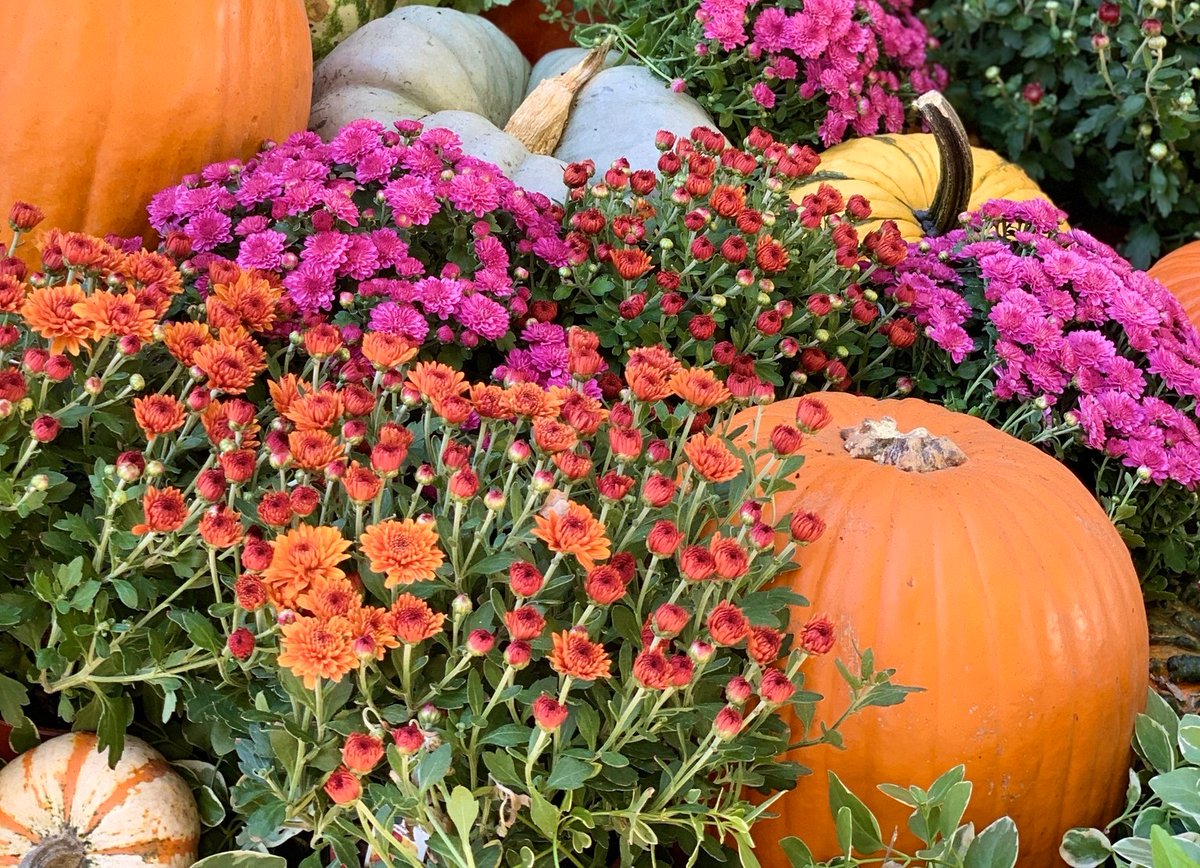 rosehillchamber's tweet photo. Fall is coming!  Do you have a group that needs pumpkins for activities, or mums to decorate with?  Give @beautifulbloomks a shout and they can help you with great quality pumpkins with bulk discounted prices! 🍂

#rosehillchamber #pumpkins #fall #fallisnear #pumpkinactivities https://t.co/UyW16ONNEE