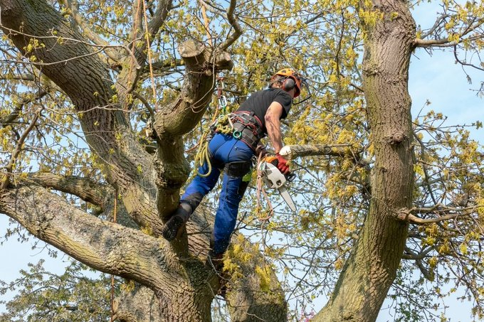WIS_Sven's tweet photo. Een bewoner melden 2 afgebroken takken in de🌲voor zijn huis langs de #N640. Na de beoordeling door onze aannemer is er een European Tree Worker ( ETW) opgeroepen om deze takken uit de boom te halen. Na wat klimwerk zijn de takken veilig verwijderd.
@Brabant https://t.co/RmIdamxNYQ