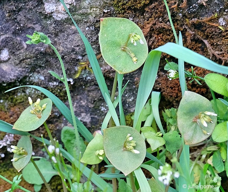 naturechronicle's tweet photo. large fleshy leaves
encircle tiny white buds
blooming in the mist
#haiku #wildflowers #minerslettuce #nativeplants #ColumbiaRiverGorge #Oregon #fujiXT20 https://t.co/1wTgzENJjI