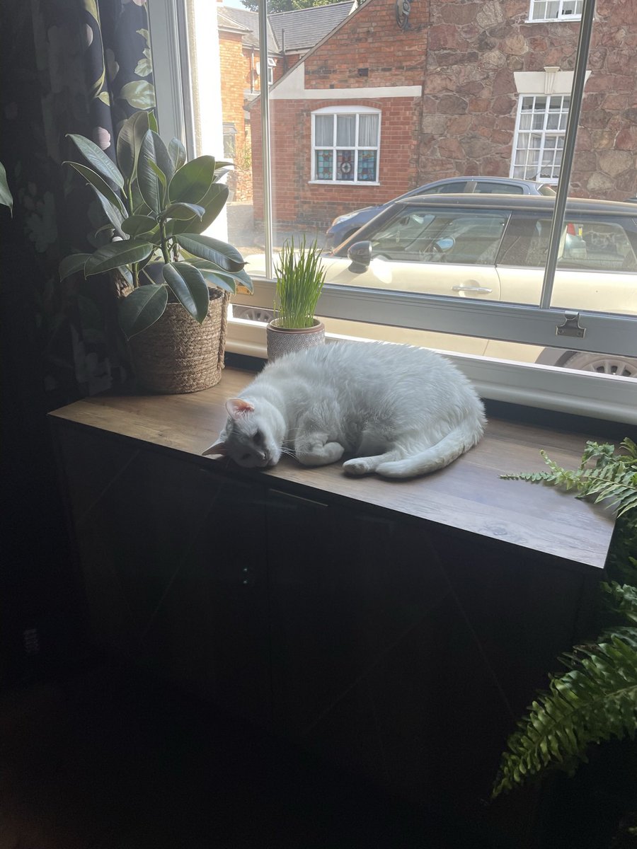 Yesterday would have been my wedding day. 

Sad that, init? What’s sadder though is losing a friendship / a best friend that you had for just under a decade. Breaks my heart the most to he honest. 

Here’s a photo of one of my babies completely unrelated.