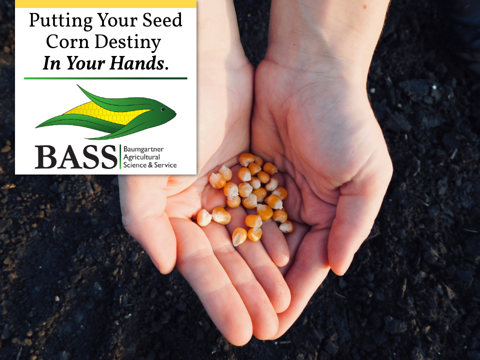 At BASS Hybrids, we hold extremely high germination standards, often stronger than state seed laws require. Prior to sending off to customers, our seed goes through a strict 3 test system to ensure it meets or exceeds the quality you expect. Learn more: basshybrids.com