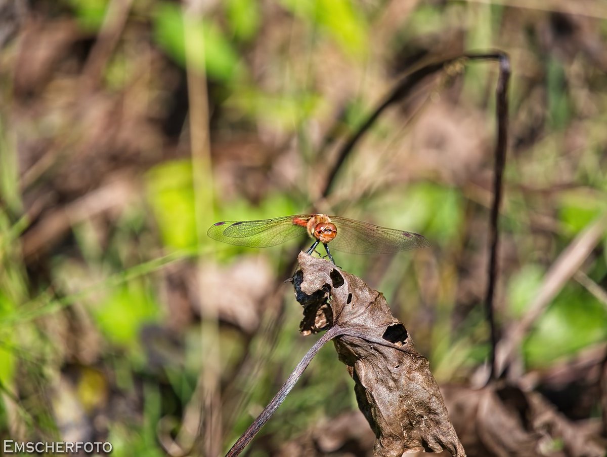 thisdigitaldark's tweet image. Ein schöner Ausflug mit @Plappertante ❤️im #Grugapark in #Essen ....
#Ruhrgebiet
#Fotografie