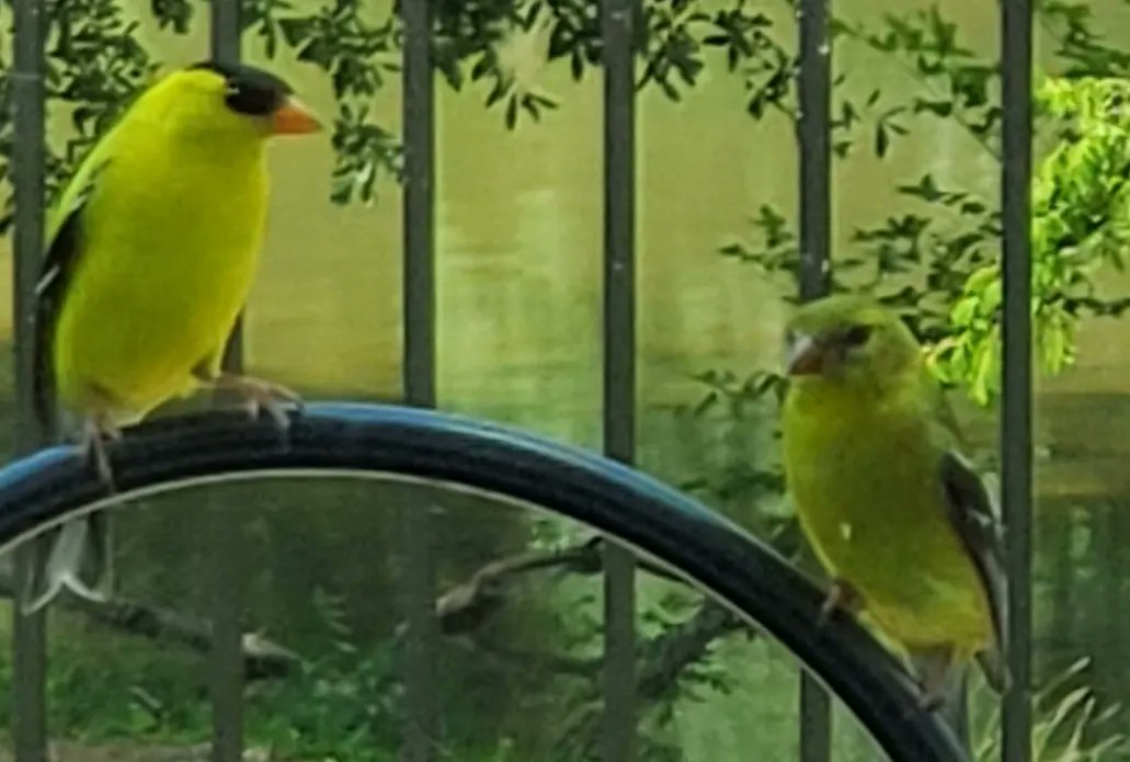 conniebash's tweet image. Gold Finches discussing my book, "Love You Forever- Here and Beyond the Rainbow Bridge"
#RainbowBridge #LoveOurPets #Pets