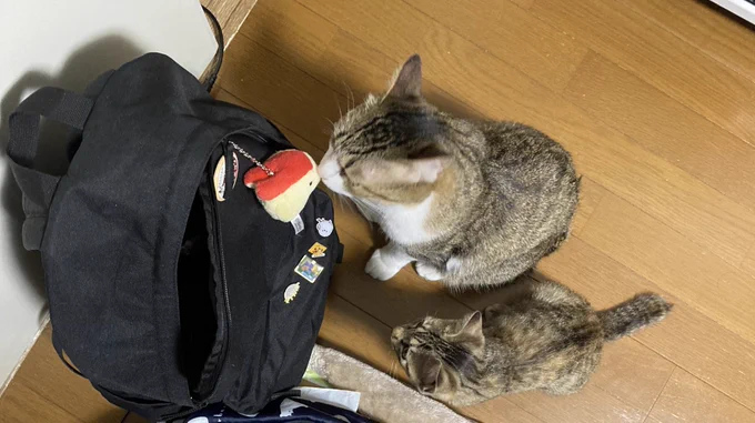 並んでると大きさがわかりやすいなー #キノにこ 