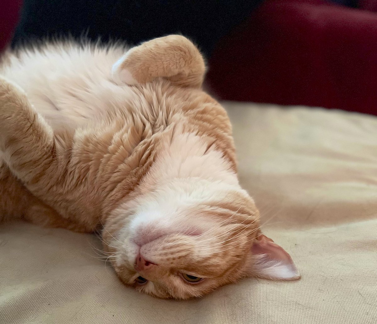 JortsTheCat's tweet photo. I’m going to be a real pain in the ass today, I can just tell already https://t.co/RgJw3yq2DD