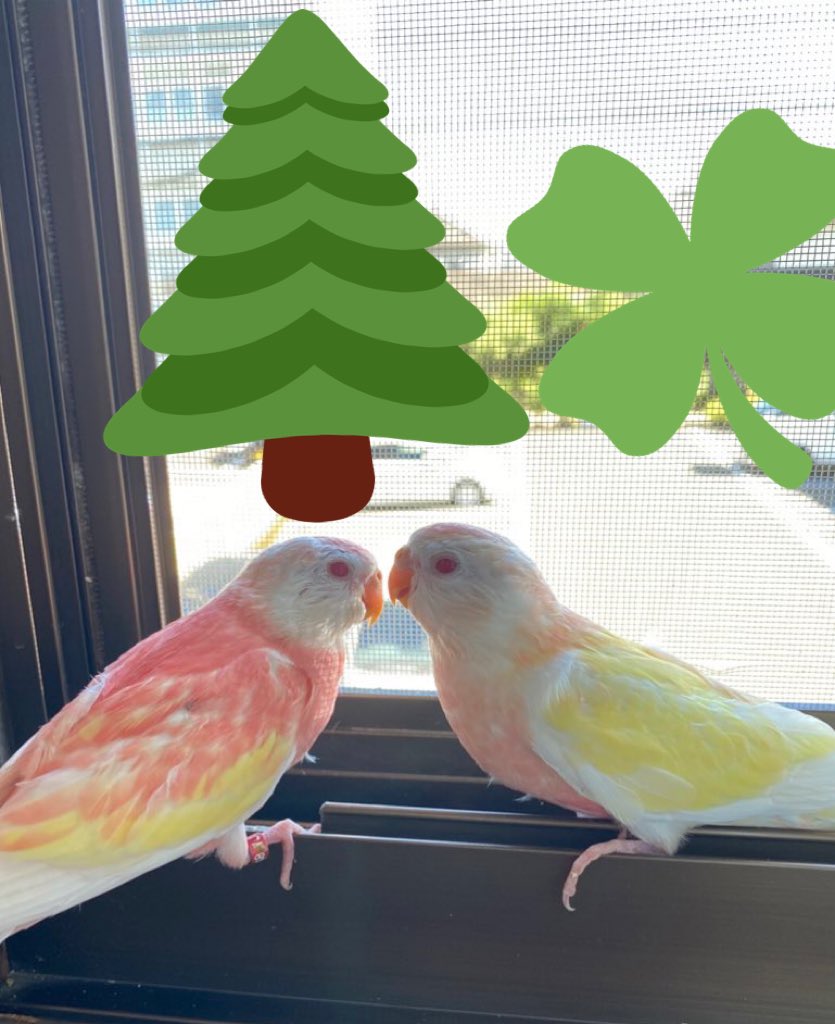 アキクサインコブリーダー Twitter Search Twitter アキクサインコブリーダー Twitter Search Twitter