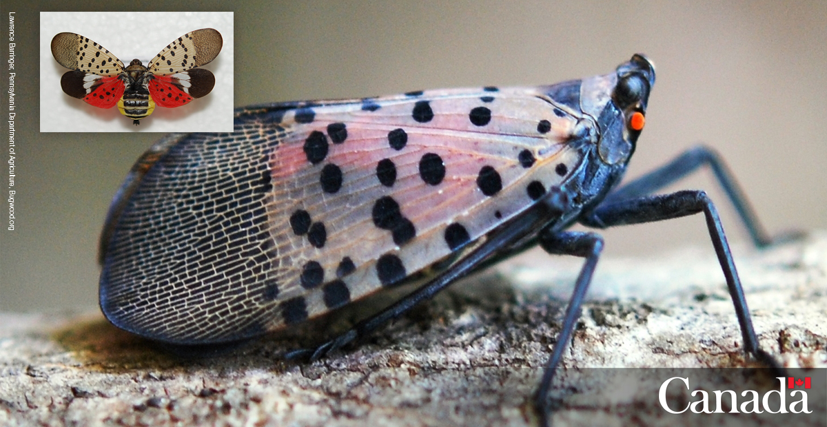 InspectionCan's tweet image. We all have a role to play in preventing the introduction and spread of #InvasiveSpecies in Canada. This #TreeCheckMonth, learn how you can help in our latest #CultivatingScience blog. 🌿
 @CanadaInvasives @iNaturalist 1/2 bit.ly/3psyJsf