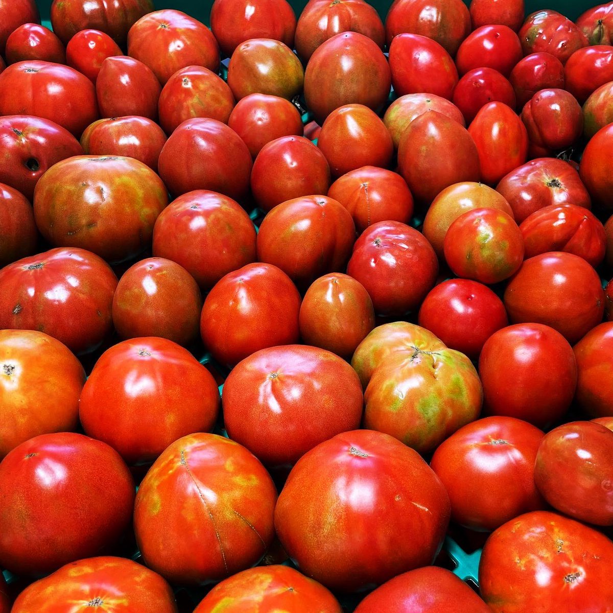 EUSDFarmLab's tweet photo. 🍅 harvest day!! We have delivered1500 pounds of organic tomatoes to the central kitchen this summer. These beauties will be used in salads and scratch made pizza and pasta sauces. 
🥗🍕🍝😋
#whatsinyourlunch #healthykids #organic #farmtoschool https://t.co/8ujolDtR5h