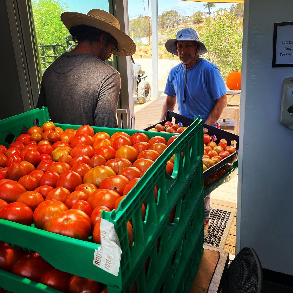 🍅 harvest day!! We have delivered1500 pounds of organic tomatoes to the central kitchen this summer. These beauties will be used in salads and scratch made pizza and pasta sauces. 
🥗🍕🍝😋
#whatsinyourlunch #healthykids #organic #farmtoschool
