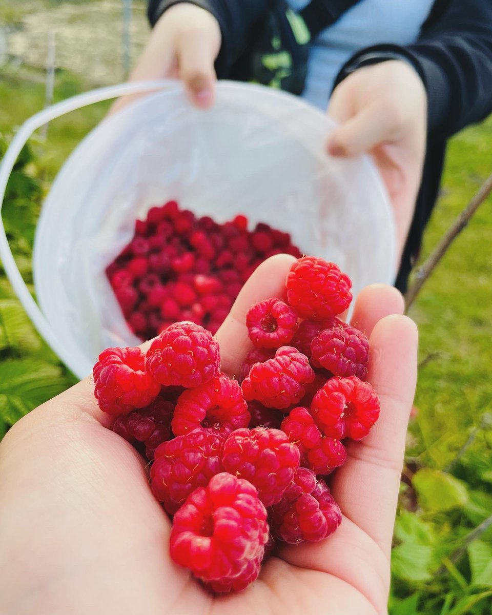 Milfeulle30's tweet image. Raspberry dreams #raspberrypicking #summer2022
