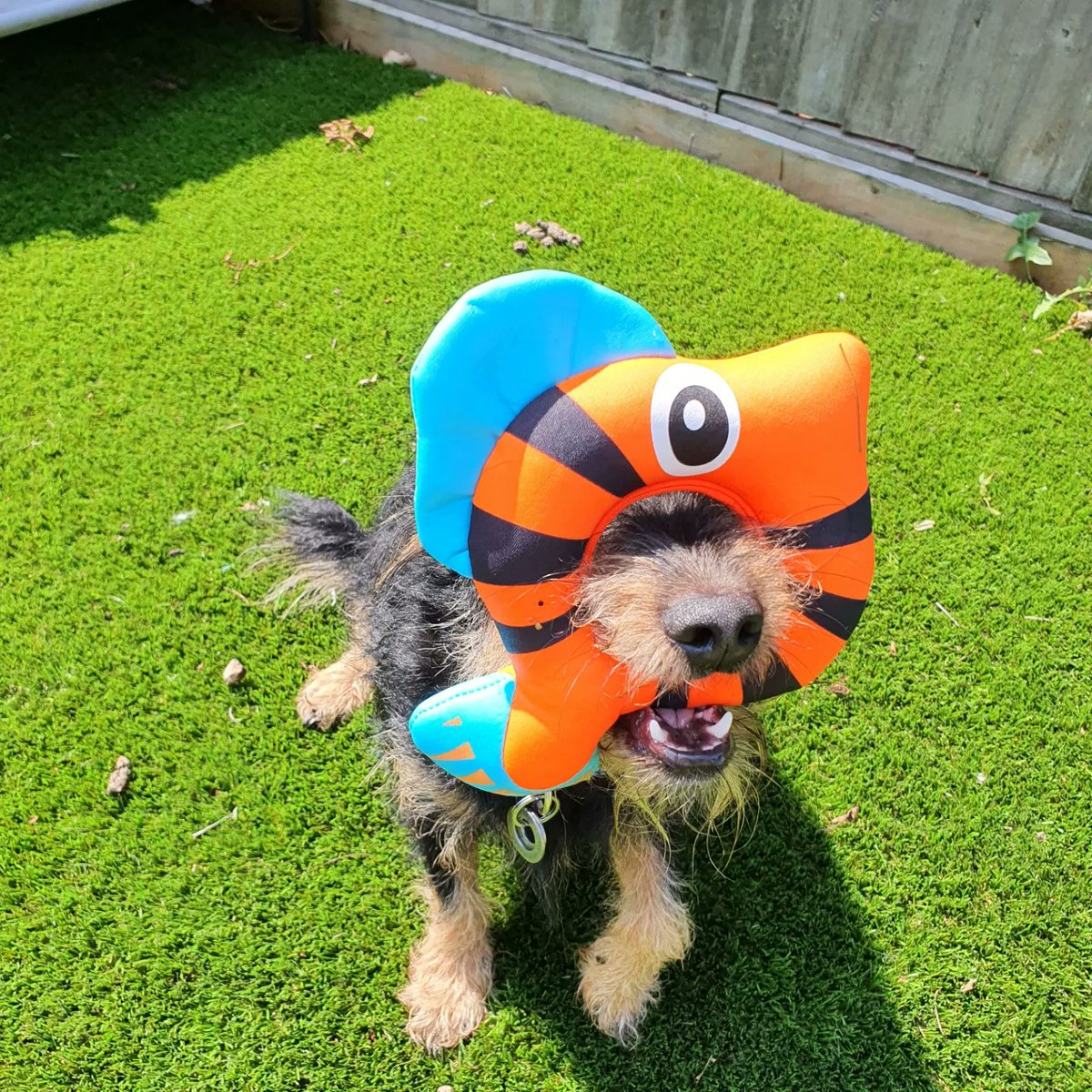 KatieKnight2931's tweet photo. @ludawinthesky My goofball of a dog 🤣 https://t.co/WWG7p70HLn