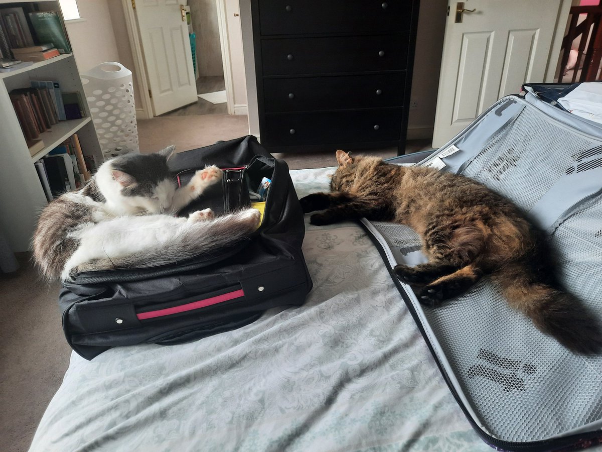 whynotnowshow's tweet photo. @AldiUK My cats. Trying to prevent us from leaving and going on holiday. We just love them https://t.co/y8wwBGYNVS