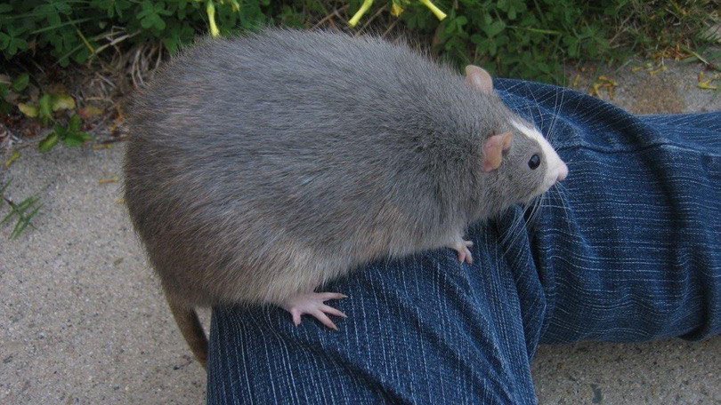 LegalizeRats's tweet image. large and in charge.