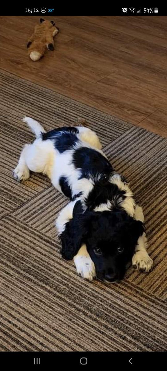 ProParanormal's tweet image. New addition to the family!
Meet 9 week old Hanna! 
English Springer Spaniel.