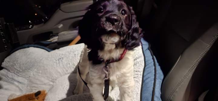 ProParanormal's tweet image. New addition to the family!
Meet 9 week old Hanna! 
English Springer Spaniel.