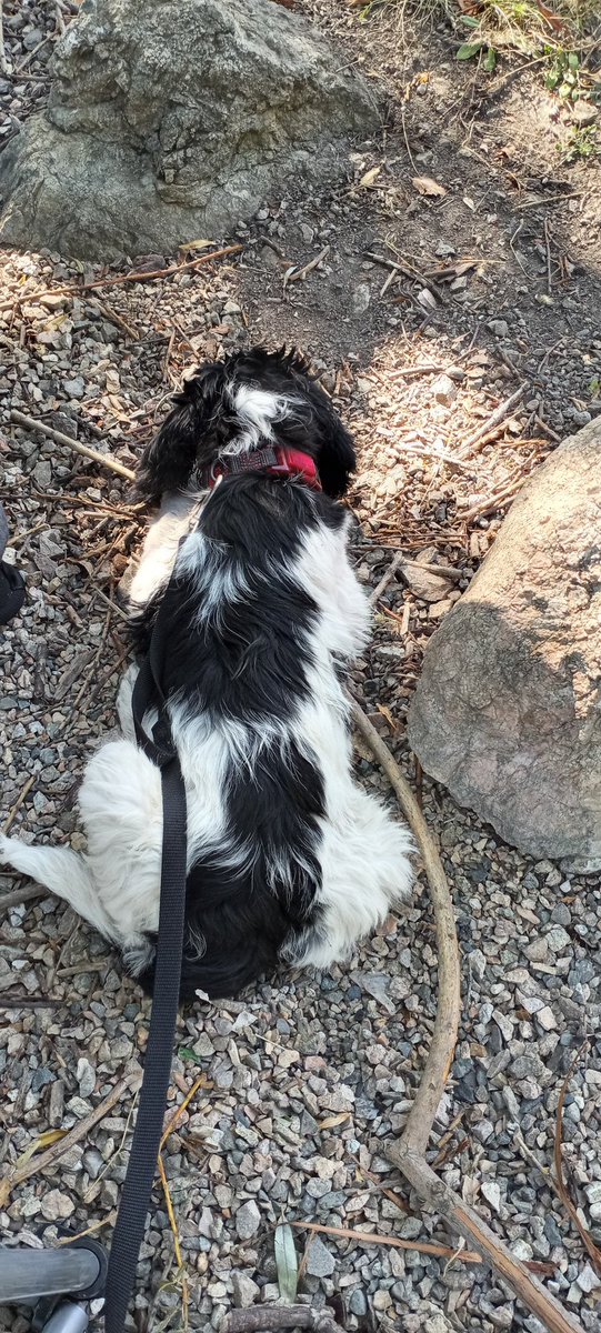 ProParanormal's tweet image. New addition to the family!
Meet 9 week old Hanna! 
English Springer Spaniel.