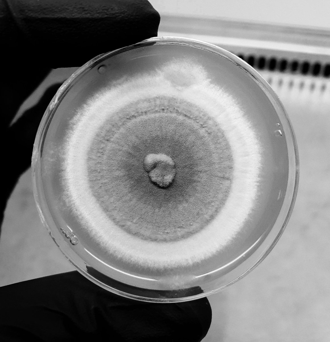 AamerDr's tweet photo. 90% of fungi are still unknown to the science 👀🏵

سبحان الله يعني لسا ما شفنا شي👀 https://t.co/HzWfdje79G