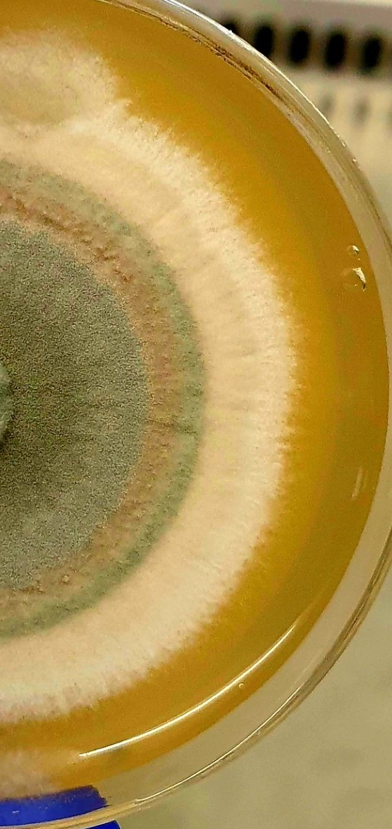 AamerDr's tweet photo. 90% of fungi are still unknown to the science 👀🏵

سبحان الله يعني لسا ما شفنا شي👀 https://t.co/HzWfdje79G