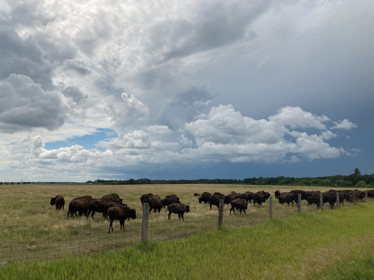 Living Lab - Eastern Prairies (LLEP) tweet media