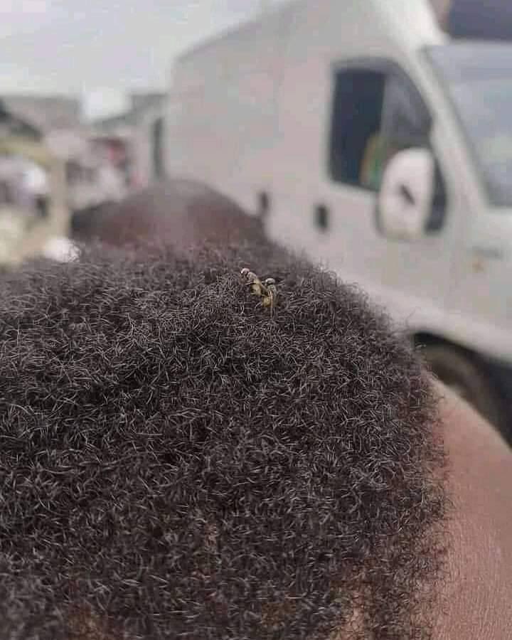 GoatedsReserve's tweet photo. imagine you so dirty bugs be gettin it on in your hair 😹😹😹 https://t.co/4s4PY1pjt2