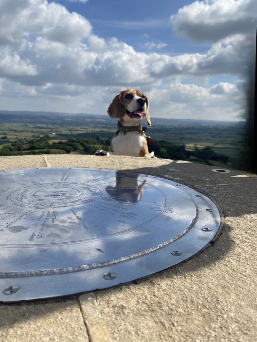 Days number 2 and I has climbed all the way to da top of #GlastonburyTor #BeaglesofTwitter