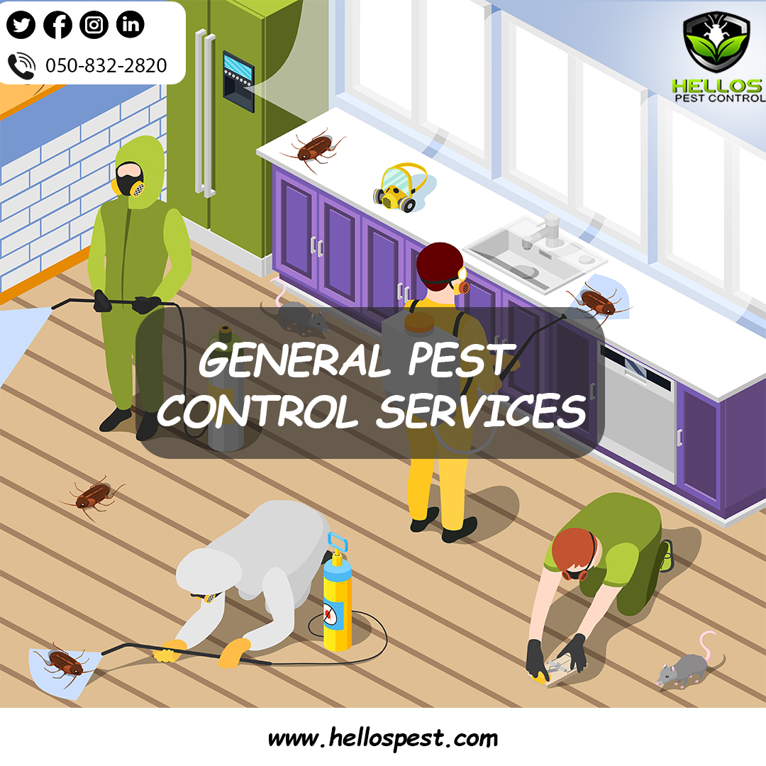 Pest infestations can be detrimental to your home. Our Expert Pest Control Services can help you to exterminate and remove most pesky pests at you (Villa/Apartment).
Call Us today! 050 832 2820
visit:hellospest.com
#pestcontrol #pestcontrolservice #pestcontrolcompany