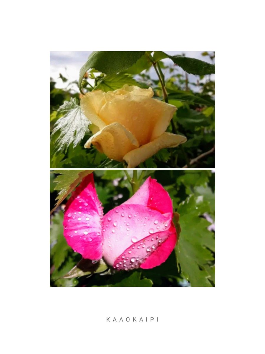 novosteranto's tweet photo. I AM SURE YOU WILL LIKE THESE TWO ROSES FROM OUR FAMILY GARDEN. GOOD EVENING EVERYONE AND GOOD FRIDAY MORNING!!
@Iluvinspireu @GucciPatrizia
@fiorema2014 @FiorenzaMella
@AKaragiorgaki @grillakisthanas 
@stefyricchiuto @vasiliki_filiou 
@Beal6423 @SoteroulaP 
@NoraNdv @anarucas https://t.co/pVkmcatmfI