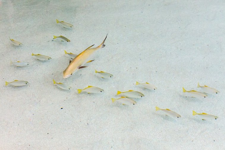 calacademy's tweet photo. For better or worse, fish don't have to obey traffic laws. But they do have to go to school. Monitor fish traffic patterns 24/7 on our live reef lagoon cam: https://t.co/xvi7mECsHg 🚦🐠 https://t.co/GQ4DTIxk1O