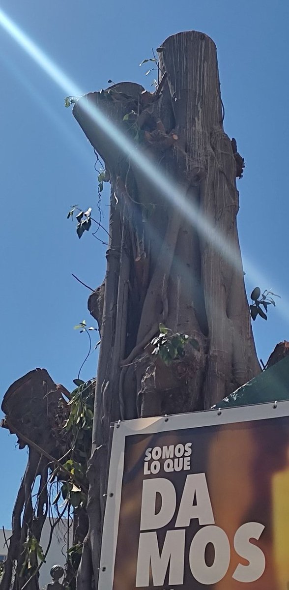 SOSterritorios's tweet photo. El #FicusSanJacinto representa a los más de 21.000 #Árboles talados en la #Ciudad de #Sevilla, en suelos públicos y privados, en los últimos 7 años‼️
El #Arboricidio continúa ya que, según el #PlanDirector del #Arbolado del @Ayto_Sevilla, el 46% de sus #Árboles deben ser talados. https://t.co/4iAFa4dFQg
